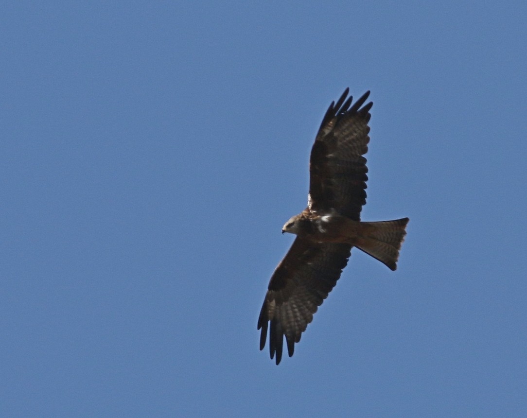 Conferma identificazione -Nibbio bruno (Milvus migrans )